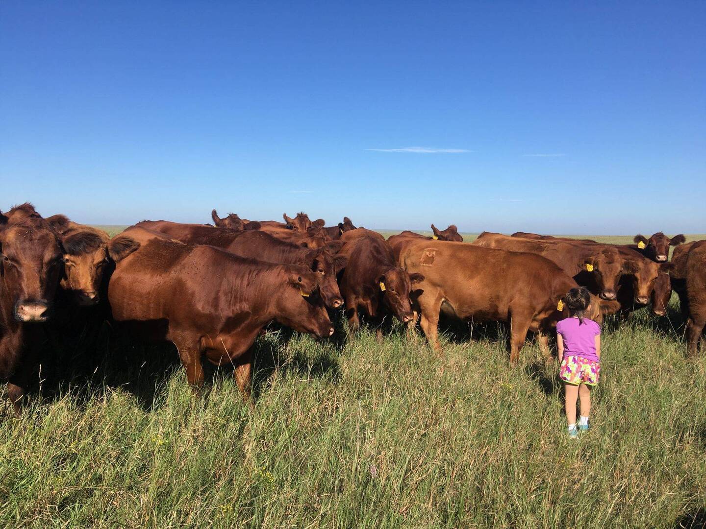 Docility in Cattle: How Mushrush Ranches Scores Red Angus