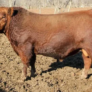 MUSHRUSH VENTURE K607