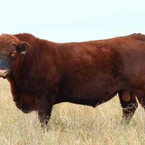 WEDEL EQUILIBRIUM 2016K