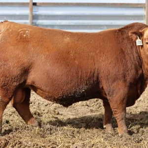 MUSHRUSH NIGHTCAP L533